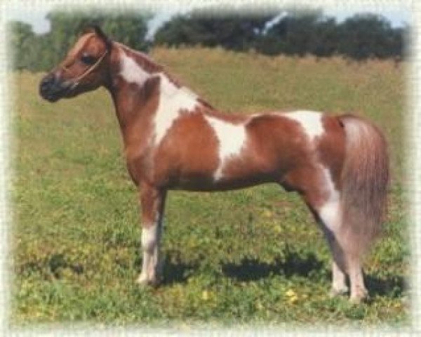 stallion Sierra Dawn Uno De Mayo (American Miniature Horse, 1985, from Cottonwoods Star)