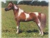 Deckhengst Sierra Dawn Uno De Mayo (American Miniature Horse, 1985, von Cottonwoods Star)
