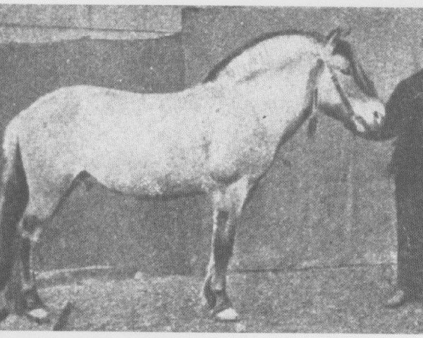 Deckhengst Gange Rolv N.42 (Fjordpferd, 1874)