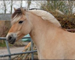 broodmare Wolly (Fjord Horse, 2001, from Anton I-83)