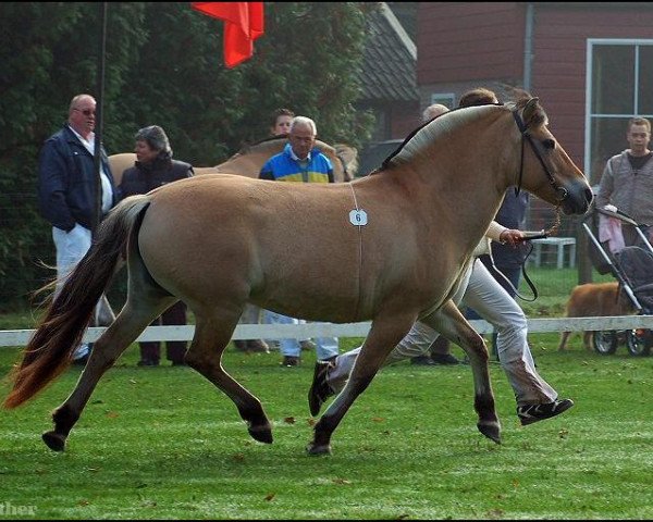 Zuchtstute Pauliena (Fjordpferd, 1995, von Tunar N.1646)