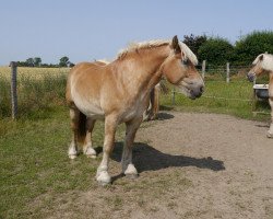 broodmare Edelrose I (Rhenish-German Cold-Blood, 2009, from Eros von Brück)