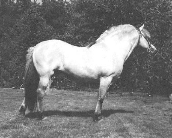 stallion Oswin (Fjord Horse, 1974, from Olav)