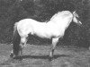 stallion Oswin (Fjord Horse, 1974, from Olav)