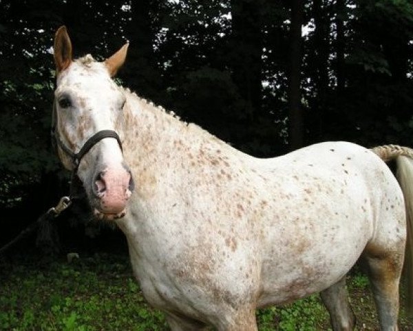 horse Pan Tadeusz (Knabstrupper, 1996, from Classic Ippe)