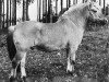 stallion Helga's Jarl (Fjord Horse, 1972, from Vosse-Lars N.1674)