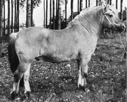 stallion Helga's Jarl (Fjord Horse, 1972, from Vosse-Lars N.1674)