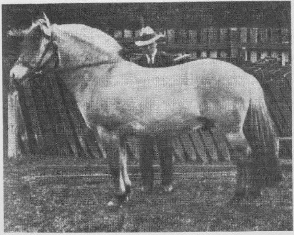 Deckhengst Frimann N.736 (Fjordpferd, 1917, von Bergfast N.635)