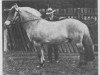 stallion Frimann N.736 (Fjord Horse, 1917, from Bergfast N.635)
