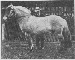 stallion Frimann N.736 (Fjord Horse, 1917, from Bergfast N.635)