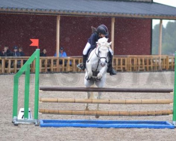 horse Crystal Boy (Connemara Pony, 2004, from Windy's Boy)