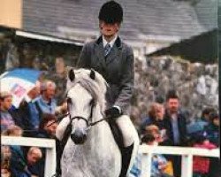 stallion Calla Boy (Connemara Pony, 1976, from Dun Aengus)