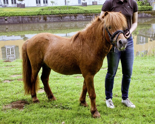 stallion Lambertino von Bovert (Dt.Part-bred Shetland pony, 1997, from Lamberto v. Uda)