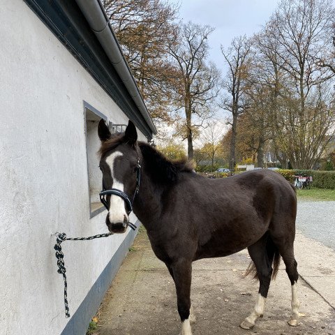 dressage horse Severus Snape (German Riding Pony, 2019, from Jonker's Socrates)