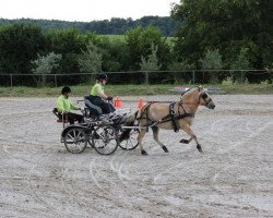 horse Olly (Fjord Horse, 2004, from Orkus)