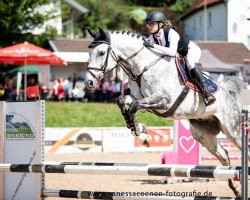 Springpferd Happy Silverstar (Alt-Österreichisches Warmblut, 2010, von Solist)