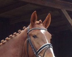 stallion RED up Chiqui Z (Zangersheide riding horse, 2018, from Rohan)