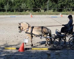 broodmare Olga 135 (Fjord Horse, 2006, from Orkus)