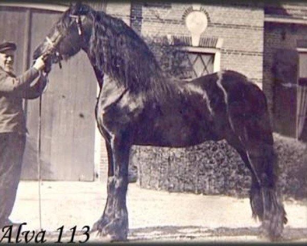 horse Alva 113 (Friese, 1899, from De Regent 32)