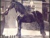 stallion Alva 113 (Friese, 1899, from De Regent 32)