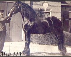 stallion Alva 113 (Friese, 1899, from De Regent 32)