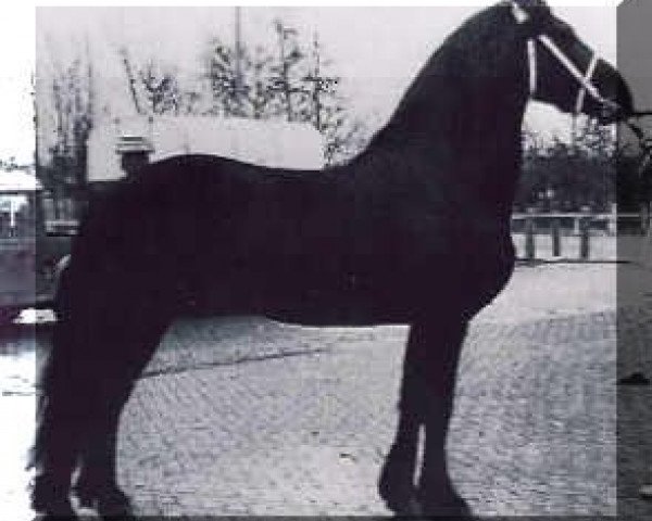 stallion Bjinse 241 (Friese, 1970, from Gerke 220)