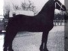 horse Bjinse 241 (Friese, 1970, from Gerke 220)