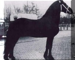 stallion Bjinse 241 (Friese, 1970, from Gerke 220)