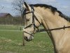 Springpferd Amon N (Deutsches Reitpony, 2002, von Antares N)