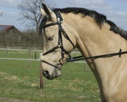 jumper Amon N (German Riding Pony, 2002, from Antares N)