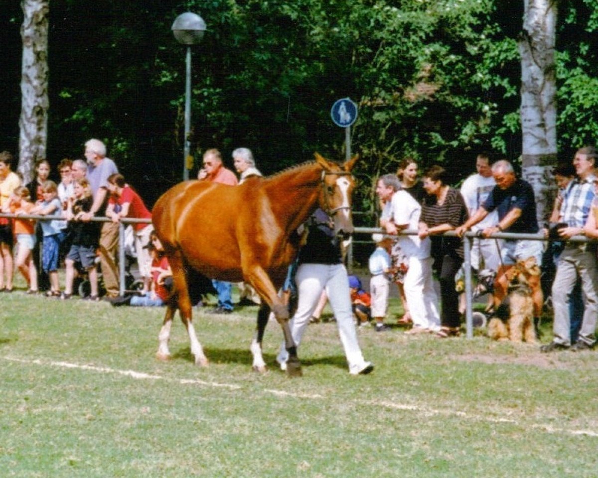 broodmare Attikah (Hessian Warmblood, 1997, from Alpenkoenig)