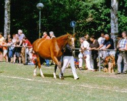 Zuchtstute Attikah (Hessisches Warmblut, 1997, von Alpenkoenig)