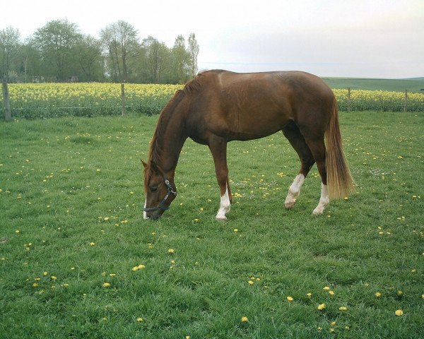 dressage horse Danny Zuko (Hessian Warmblood, 2002, from Dartagnan)