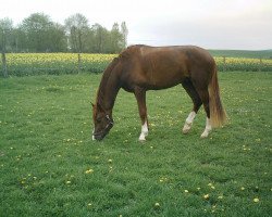 Dressurpferd Danny Zuko (Hessisches Warmblut, 2002, von Dartagnan)