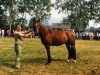 Zuchtstute Amsel (Hessisches Warmblut, 1979, von Abgott)