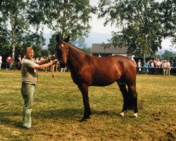 Zuchtstute Amsel (Hessisches Warmblut, 1979, von Abgott)