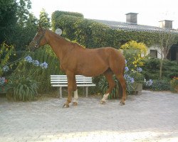 horse Angelique (Hessisches Warmblut, 1987, from Ampere)