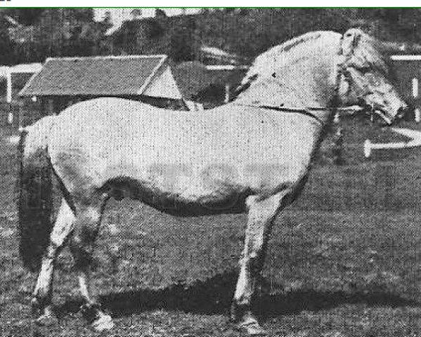 stallion Byrding N.811 (Fjord Horse, 1923, from Håkon Jarl N.645)
