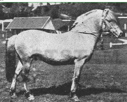 stallion Byrding N.811 (Fjord Horse, 1923, from Håkon Jarl N.645)