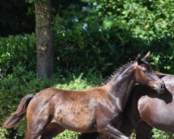 dressage horse Hohensteins Morena (Oldenburg, 2021, from Moreno)