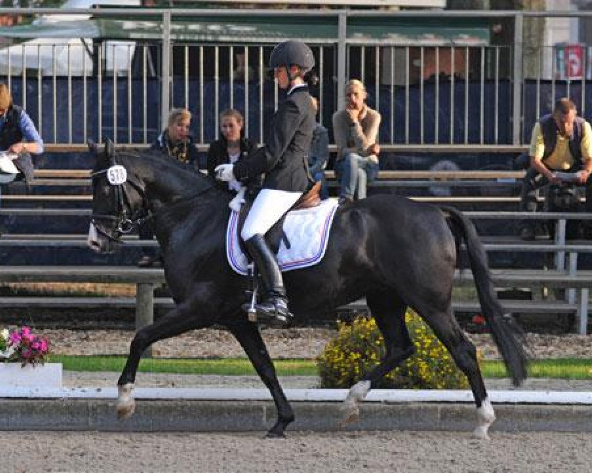 Dressurpferd Lulu 110 (Deutsches Reitpony, 2006, von Revell)