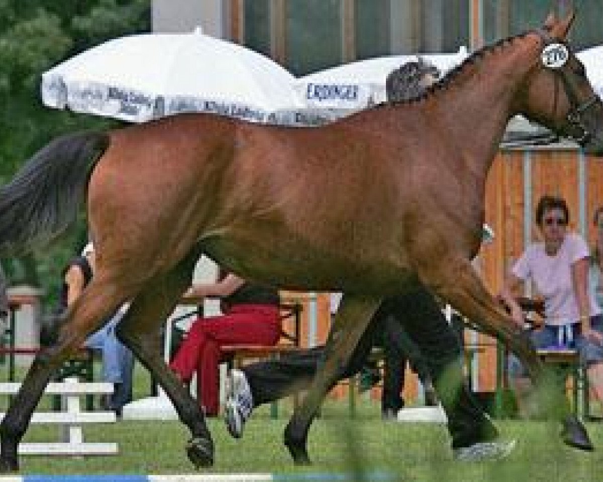broodmare Miss Guzzi (Trakehner, 2003, from Guzzi)