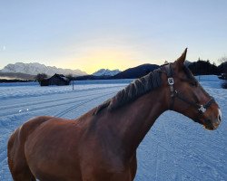 horse Filius 254 (Austrian Warmblood, 2011, from Florestano)