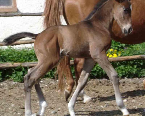 horse Inselkönig 2 (Trakehner, 2007, from Polarpunkt)