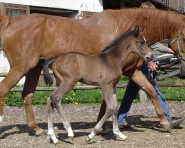 Zuchtstute Isola Madre II (Trakehner, 1996, von Fire of Life xx)