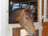 dressage horse Isola Polare (Trakehner, 2005, from Polarpunkt)