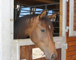 dressage horse Isola Polare (Trakehner, 2005, from Polarpunkt)