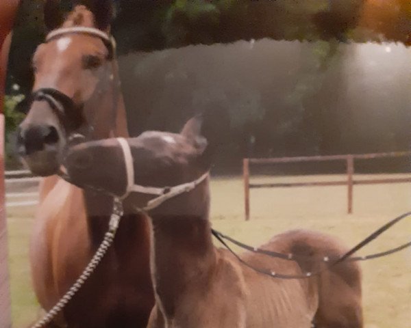 broodmare Little Princess (Trakehner,  , from Heimherr)