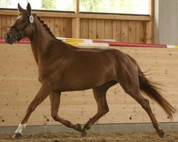 broodmare Isola Longa II (Trakehner, 2001, from Humanus)