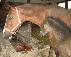 Zuchtstute Kornspiel (Trakehner, 1998, von Markzauber)